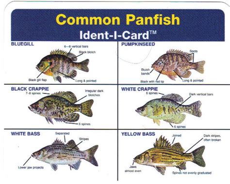 fish identifier online free|Fish Identification: Find class .
